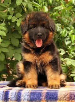 German Shepherd Puppy | Dog for sale | GSD | 03223401193