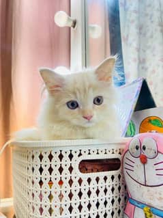 Persian cat vaccination clear for urgent sale 0348=4580==261