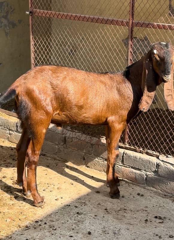 Home breed breeder quality naagra daba bakra 0