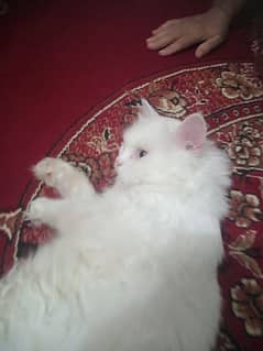 Persian White Triple Coat Silver Color Eyes