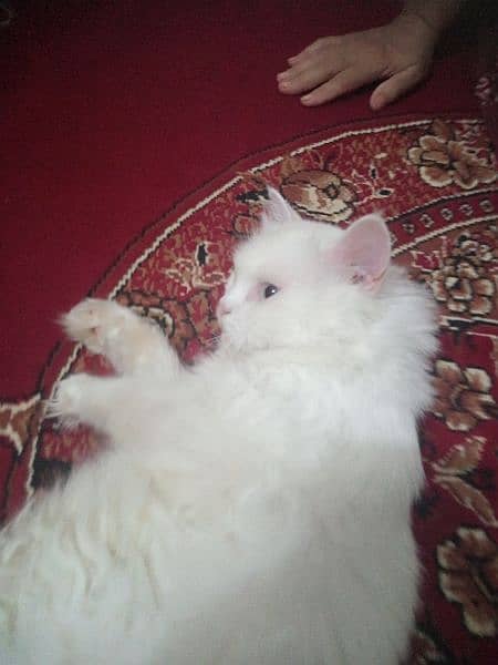 Persian White Triple Coat Silver Color Eyes 0