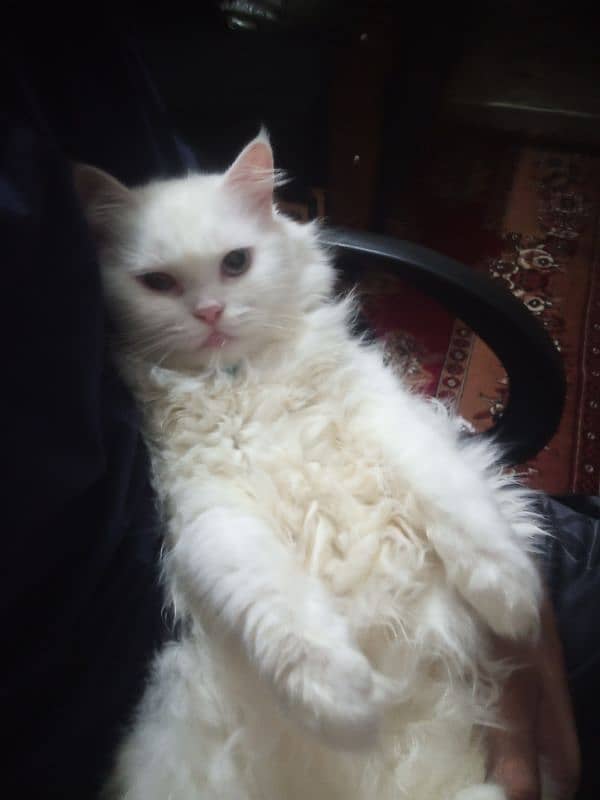 Persian White Triple Coat Silver Color Eyes 3