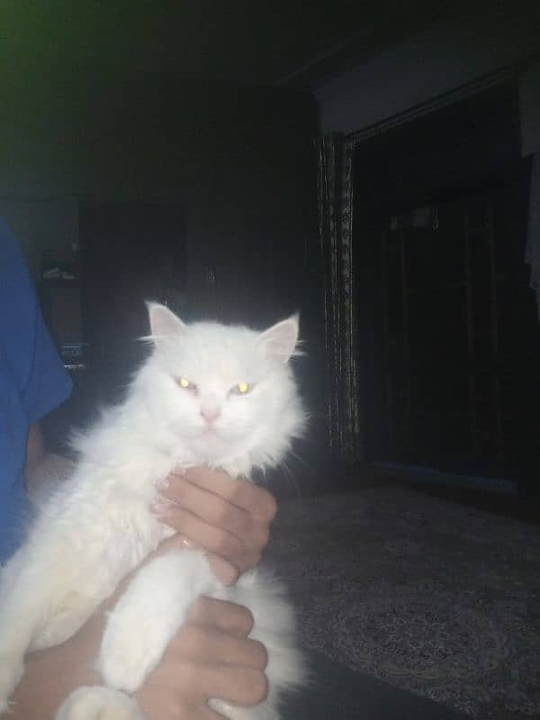 Persian White Triple Coat Silver Color Eyes 4