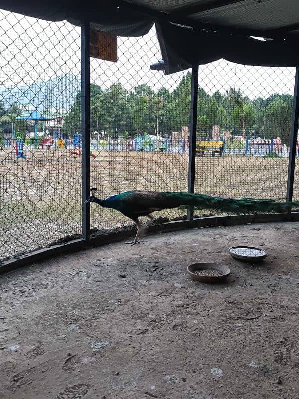 Blue shoulder peacock male/peacock male/  مور/ Mor for sale 0