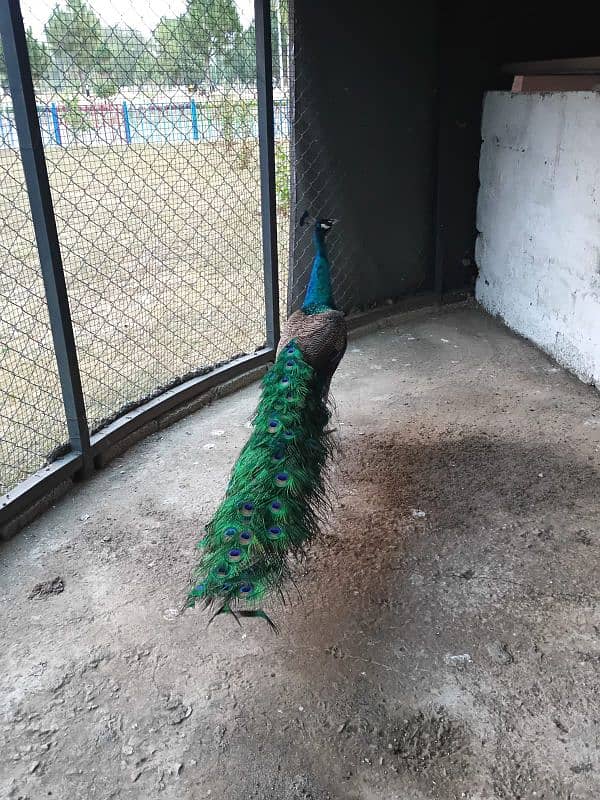 Blue shoulder peacock male/peacock male/  مور/ Mor for sale 1