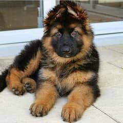 German Shepherd Puppy | Dog for sale | GSD | 03223401193