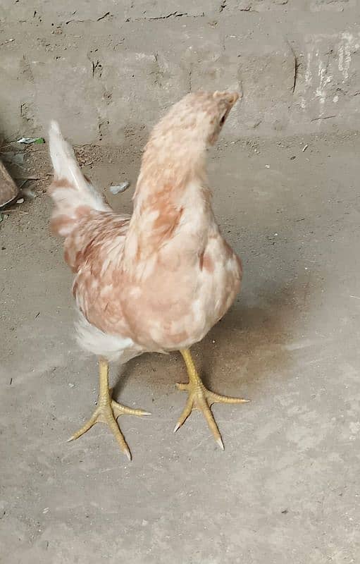 Hen Desi Pair 1