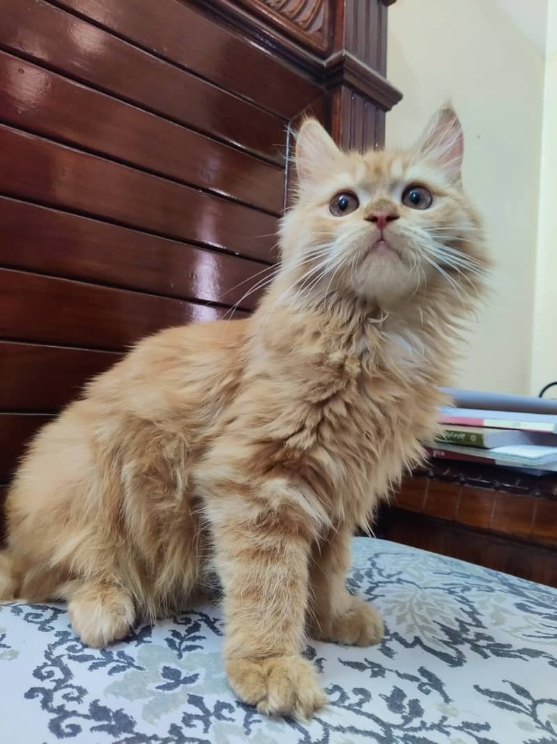 Persian kitten (Male) 0