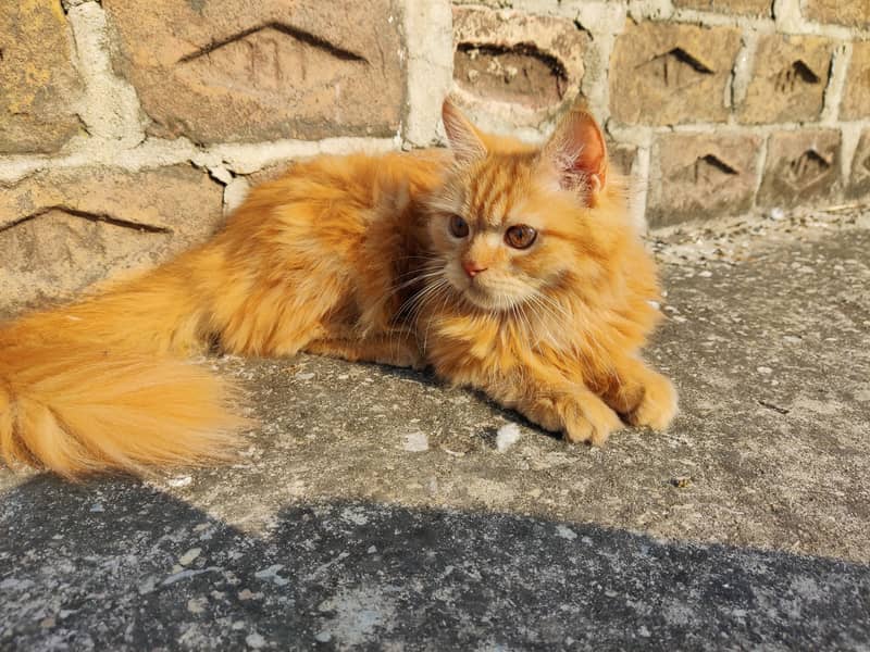 Persian kitten (Male) 1