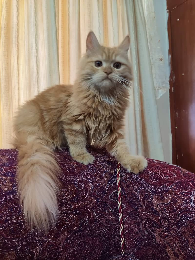 Persian kitten (Male) 4