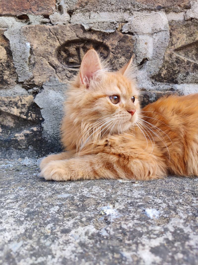 Persian kitten (Male) 7