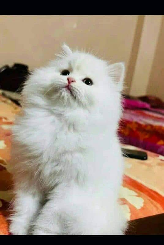 Persian kitten for urgent saleMy WhatsApp number 03473694899 0