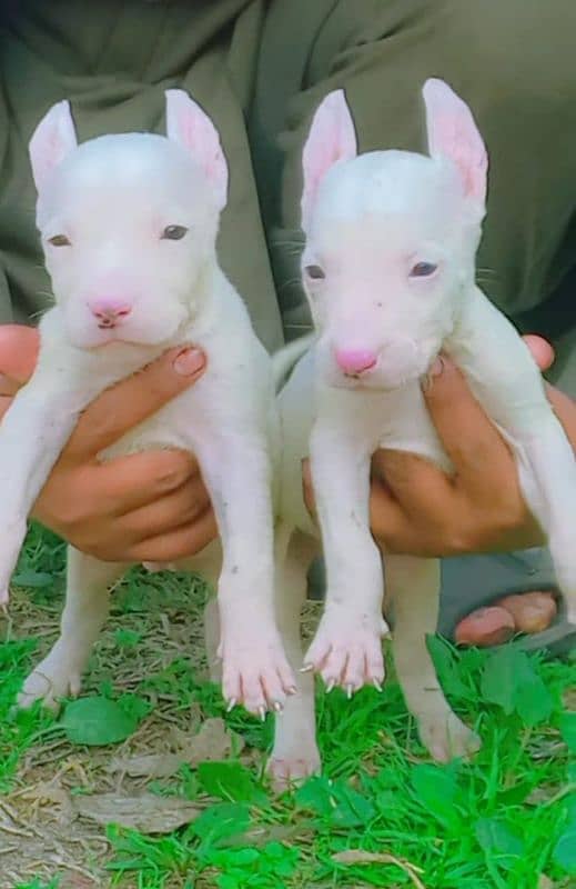 kohati gultair pair for sale age 2 month 0