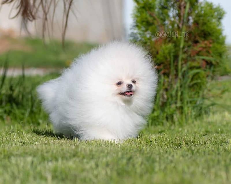 Pure teacup pomeranian | Puppy | Dog for sale 1