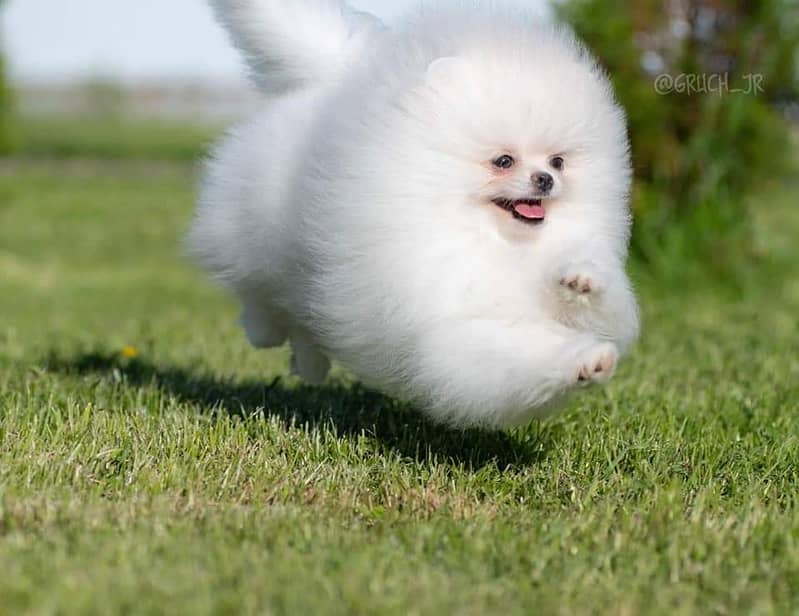 Pure teacup pomeranian | Puppy | Dog for sale 2