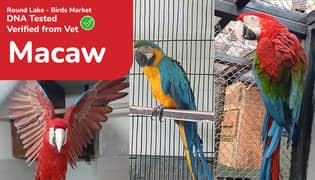  Lahore’s Largest Birds Market – Round Lake Birds Market! 