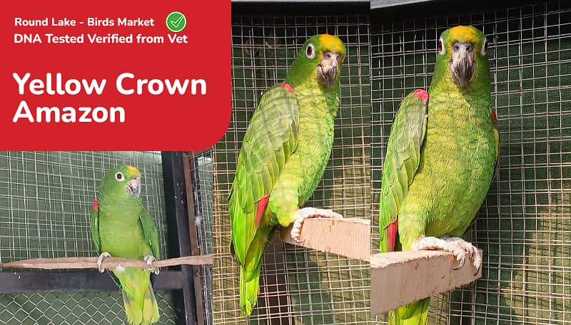  Lahore’s Largest Birds Market – Round Lake Birds Market!  1