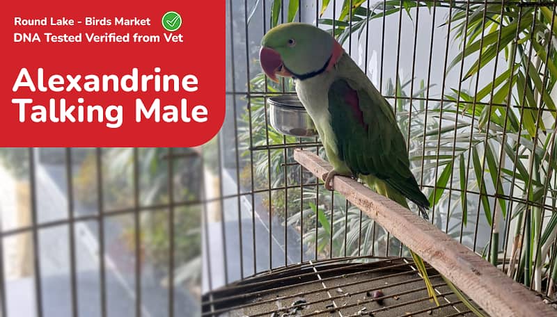  Lahore’s Largest Birds Market – Round Lake Birds Market!  3