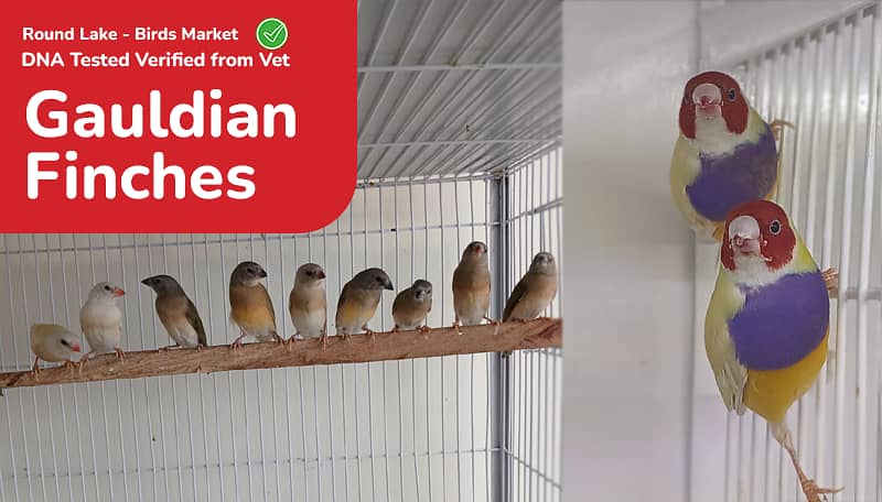  Lahore’s Largest Birds Market – Round Lake Birds Market!  5