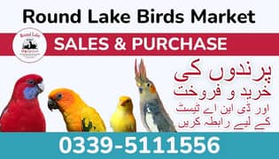 Lahore’s Largest Birds Market – Round Lake Birds Market!