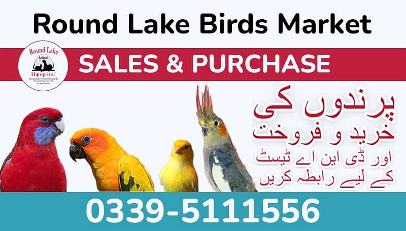  Lahore’s Largest Birds Market – Round Lake Birds Market!  8