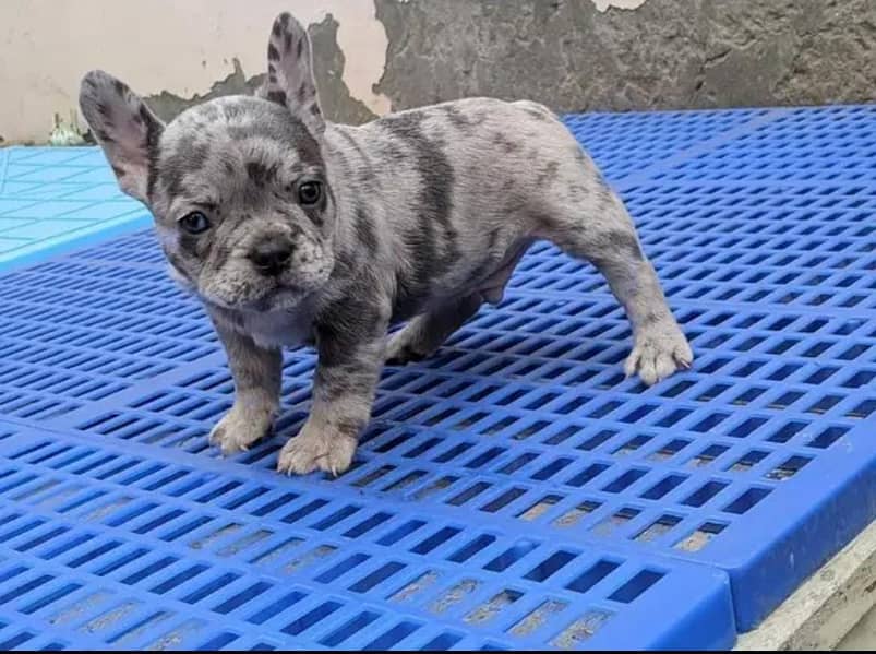 French bulldog | Puppy | Dog for sale 0