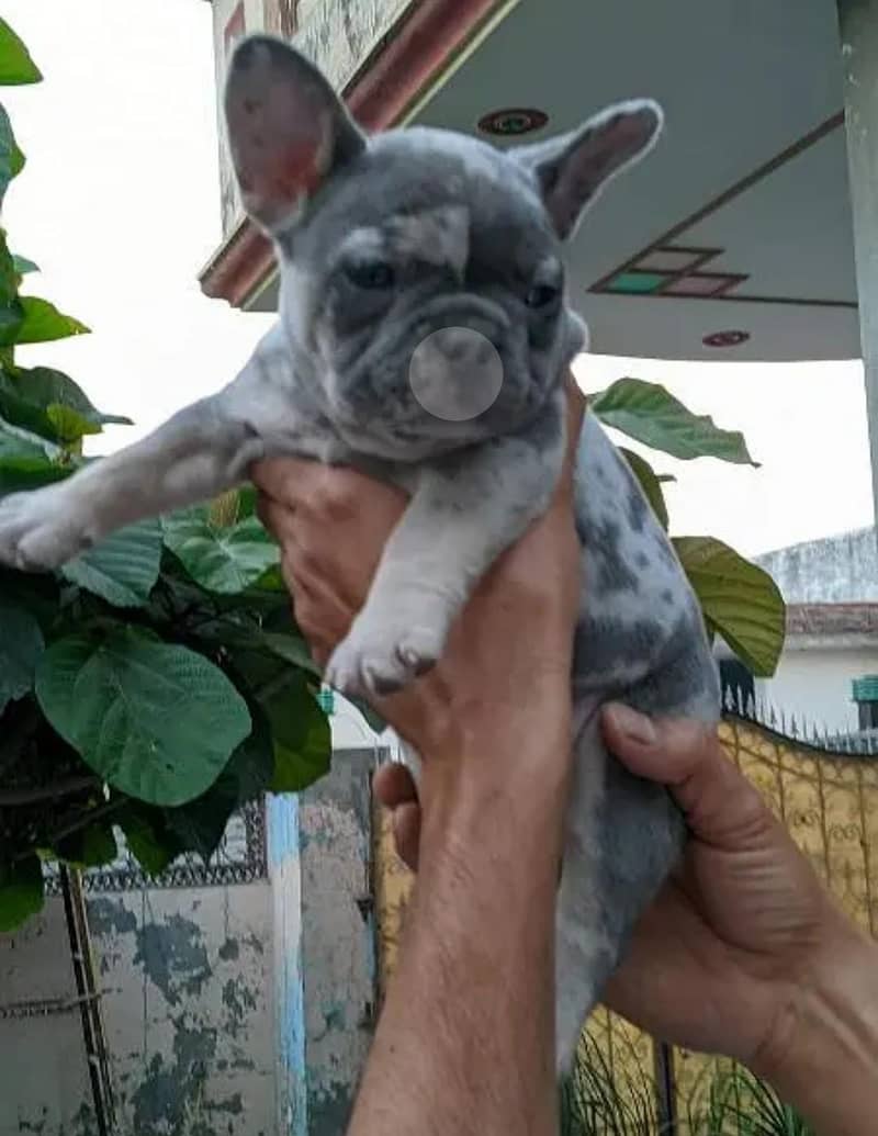 French bulldog | Puppy | Dog for sale 2