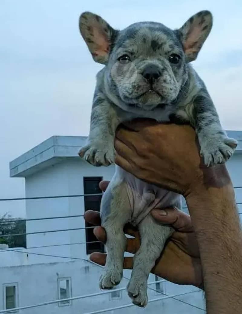 French bulldog | Puppy | Dog for sale 3