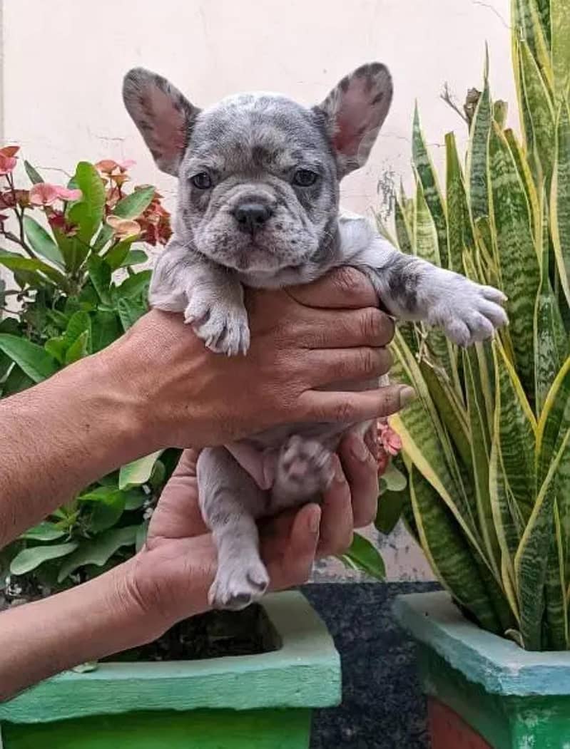 French bulldog | Puppy | Dog for sale 4