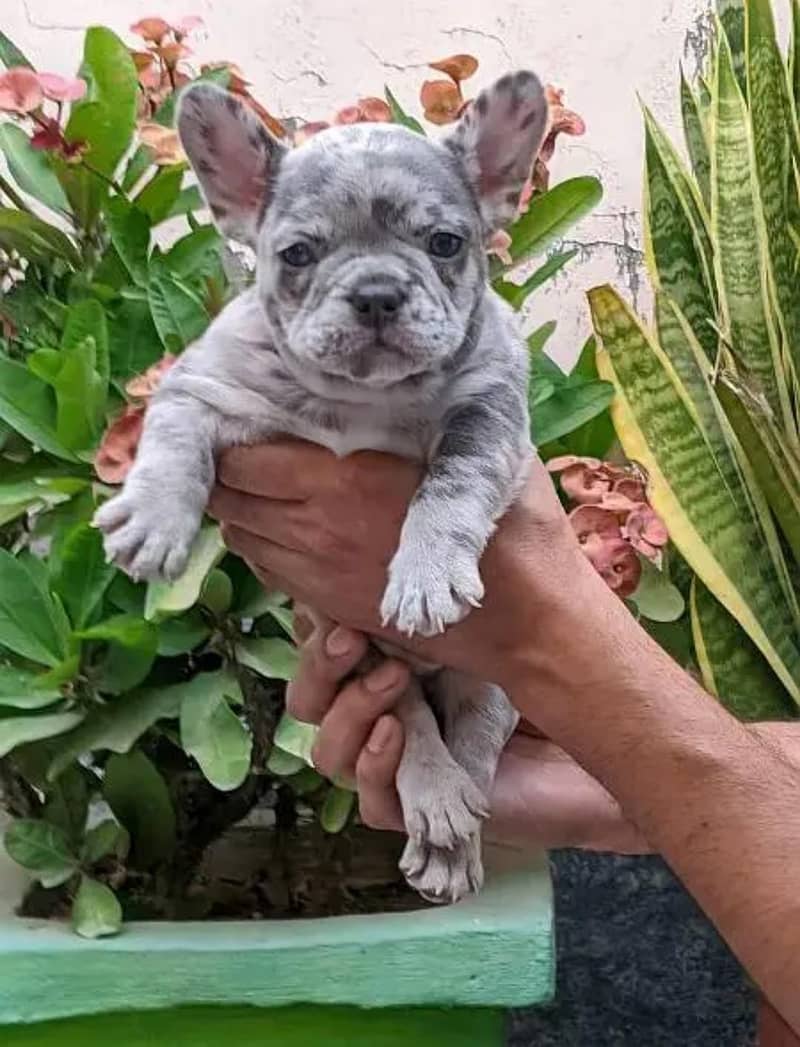 French bulldog | Puppy | Dog for sale 5