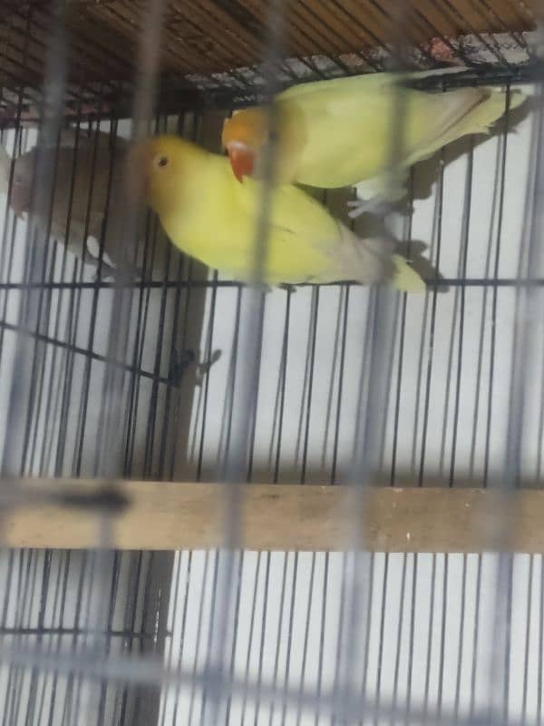 4 pair h love bird k 3