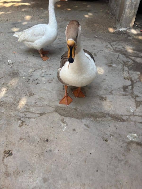 Big Neck Duck Pair 3