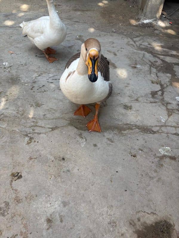 Big Neck Duck Pair 4