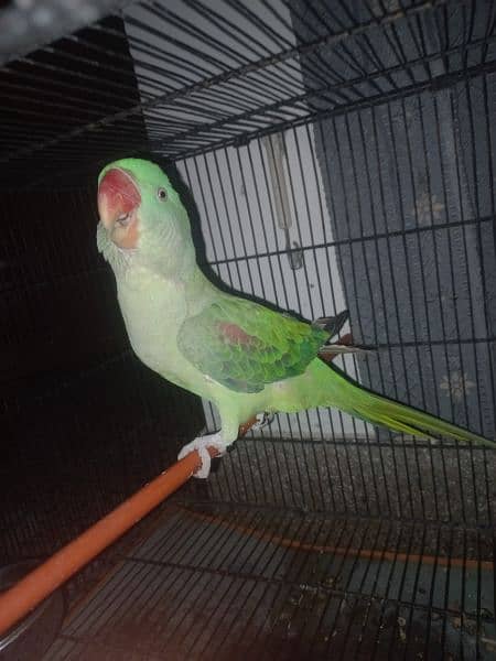 raw parrot 1