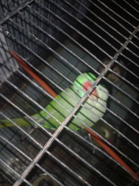 raw parrot 2