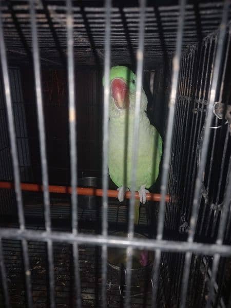 raw parrot 4