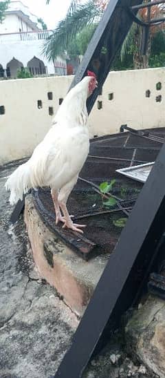 Aseel murgh for sale