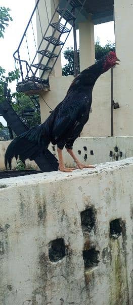 Aseel murgh for sale 1