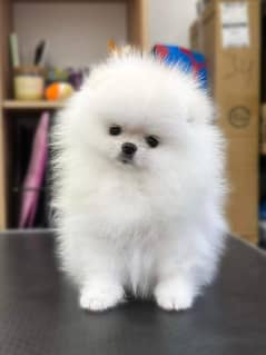 Pomeranian