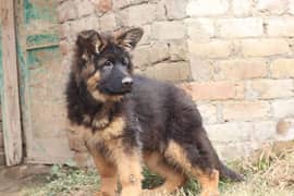 German shepherd | Gsd | Puppy | Dog for sale