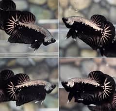 High Quality Betta Fish Available (Male Female)