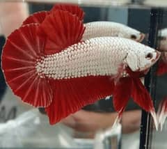 High Quality Betta Fish Available (Male Female)