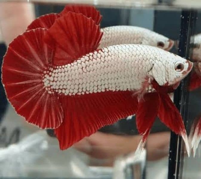 High Quality Betta Fish Available (Male Female) 1