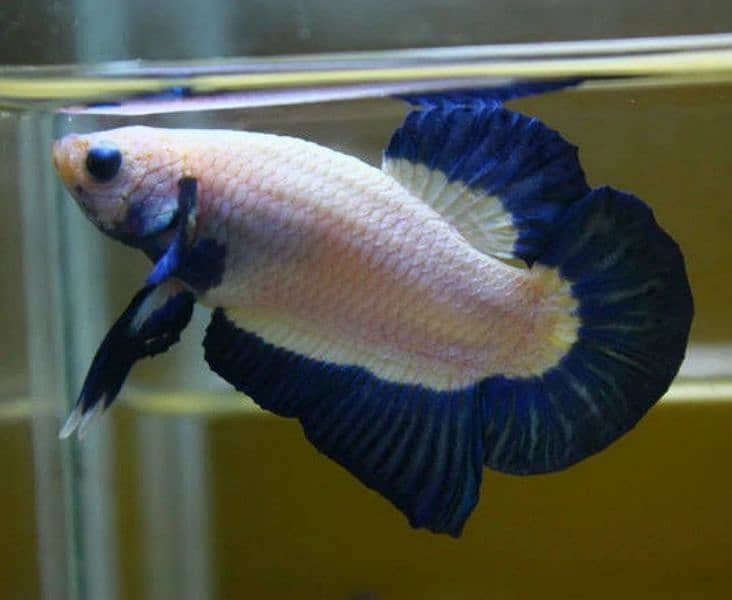 High Quality Betta Fish Available (Male Female) 2