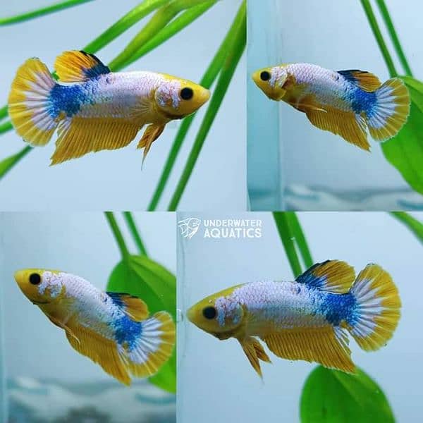 High Quality Betta Fish Available (Male Female) 4