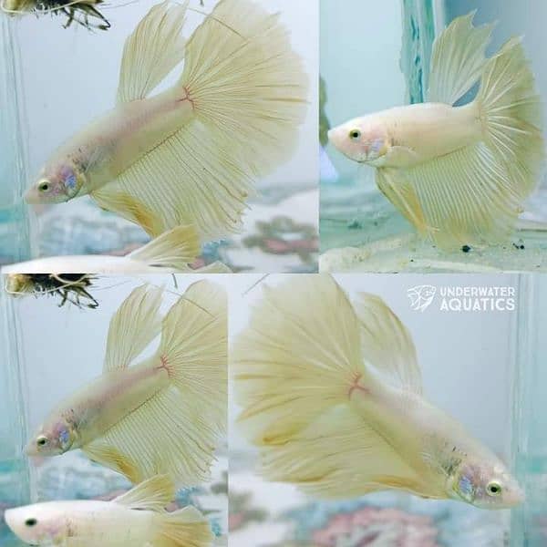 High Quality Betta Fish Available (Male Female) 5