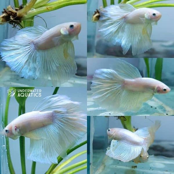 High Quality Betta Fish Available (Male Female) 6