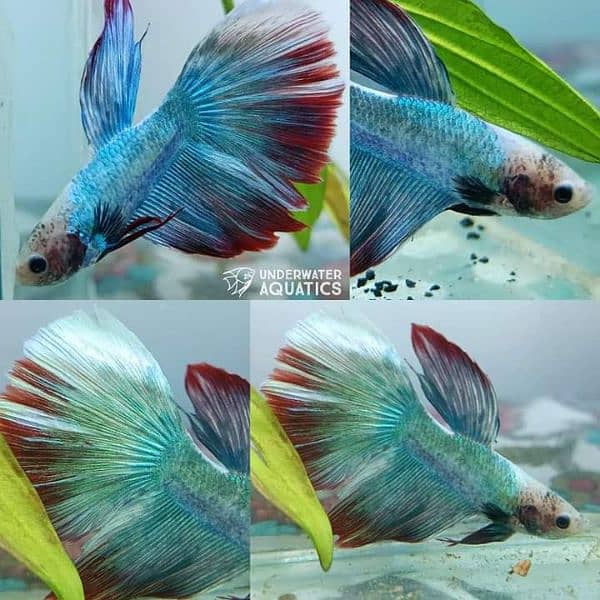 High Quality Betta Fish Available (Male Female) 7