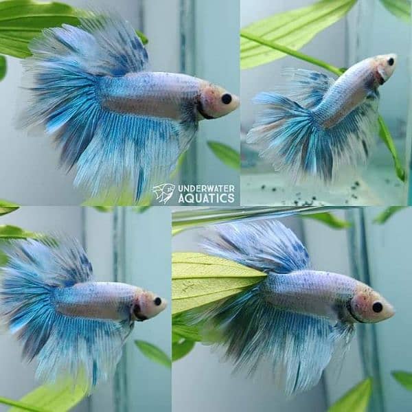 High Quality Betta Fish Available (Male Female) 8