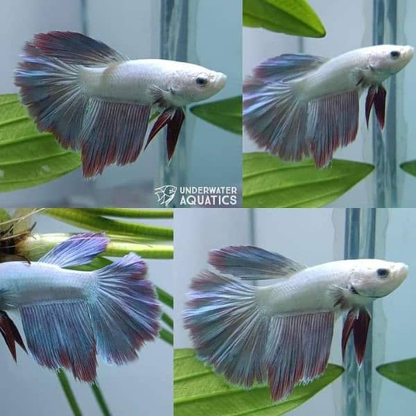 High Quality Betta Fish Available (Male Female) 9